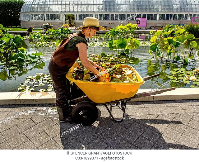 Wearing waterproof waders, a gardener tending water lillies at the Haupt Conservatory pond at the New York Botanical Gardens in the Bronx fills a wheelbarrow...