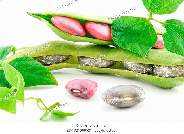 Ripe Haricot Beans with Seed and Leaves Isolated on White