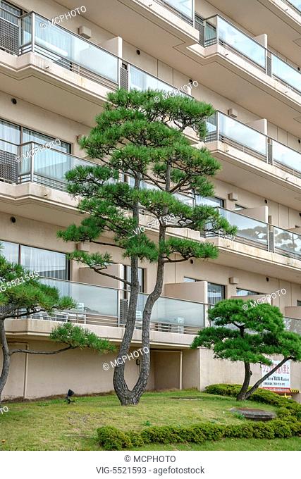Japanische Schwarz-Kiefer (Pinus thunbergii) - Matsushima, Japan, 19/10/2013