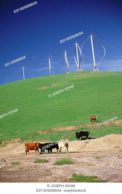 Wind farm with cattle in foreground