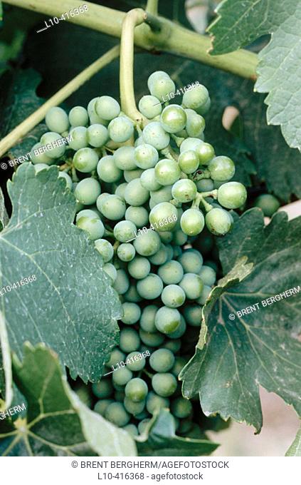 USA. Oregon. Young grape cluster. Syrah. Seven Hills Vineyard, Umatilla County