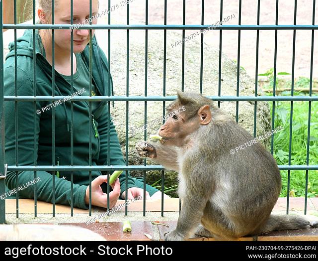 30 June 2023, Saxony, Eilenburg: In his age-appropriate enclosure at the Eilenburg Zoo, 31-year-old capuchin Bino lets himself be pampered with his favorite...
