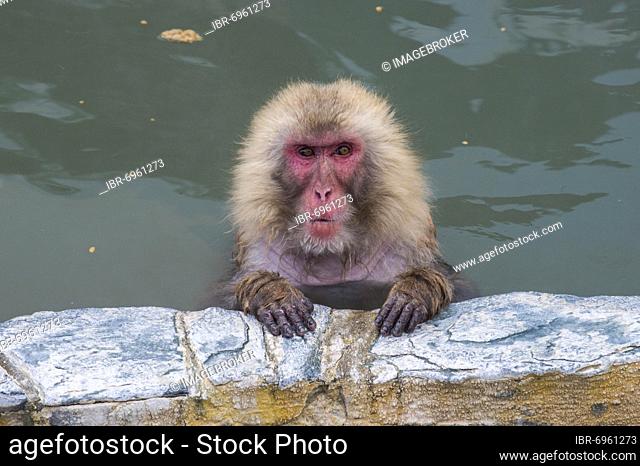 Hot-Tubbing Monkeys, Hakodate, Hokkaido, Japan, Asia