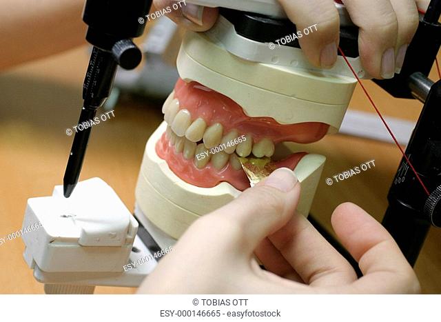 Zahnmodelle Ober- und Unterkiefer