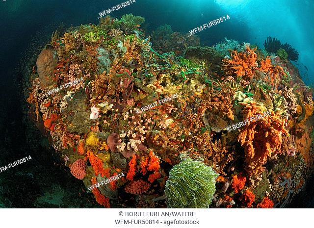 Coral Reef with colorfully Corals, Alor, Lesser Sunda Islands, Indo-Pacific, Indonesia