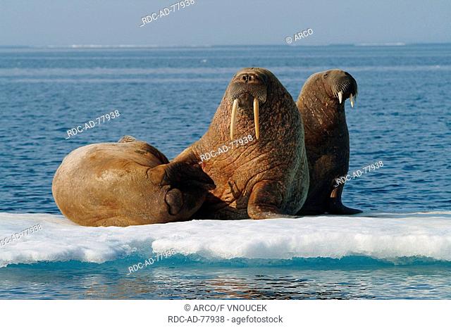 Walruses on ice floe Nunavut Territory Canada Odobenus rosmarus Arctic