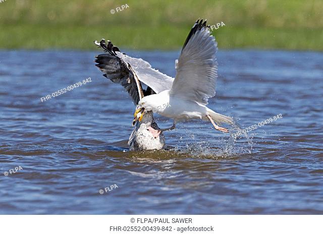 Herring Gull (Larus argentatus) adult, breeding plumage, and Great Black-Backed Gull (Larus marinus) immature, fighting on water, Suffolk, England, May