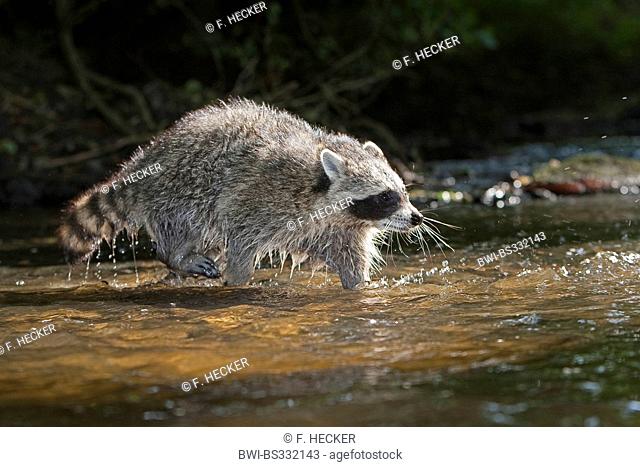 common raccoon (Procyon lotor), 5 months old male walking through a creek, Germany