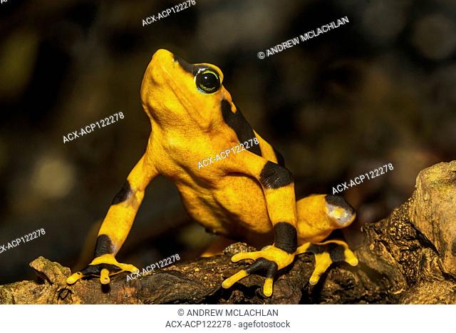 Panamanian Golden Frog (Atelopus zeteki) - captive. A critically endangered frog endemic to Panama