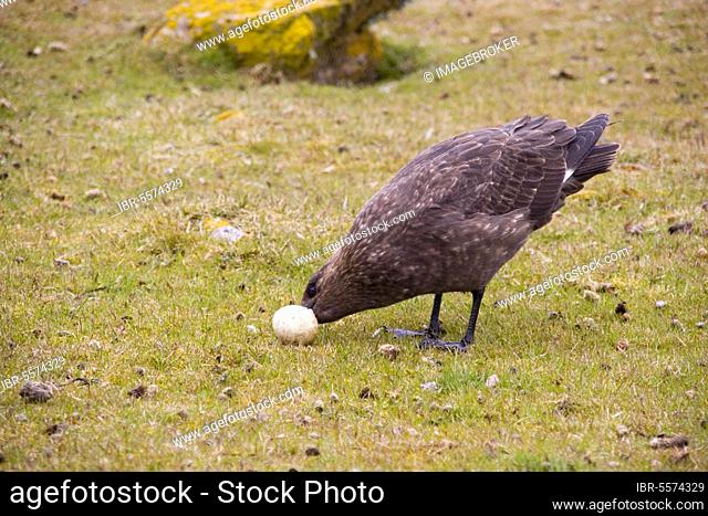Stercorarius antarctica, brown skuas (Catharacta antarctica), brown skua, brown skuas, skua, skuas, gulls, gulls, animals, birds, antarctis skua