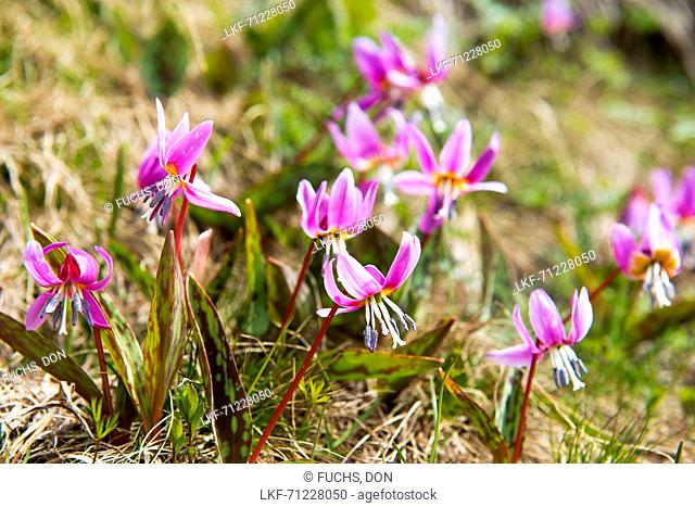 Alpine flowers in the Circ de Colomers, Parc National d'Aigüestortes i Estany de Sant Maurici