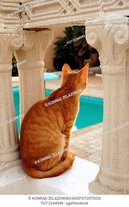 Cat on hotel terrace in Nefta town, Tunisia