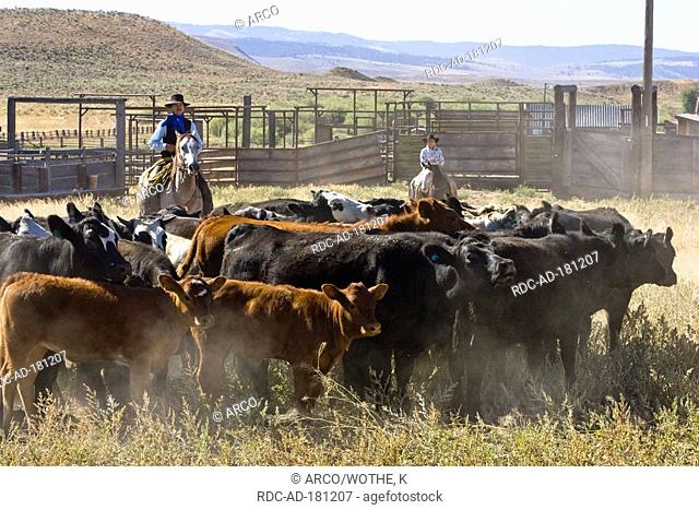 Man and woman in western outfit, with herd of cattle, Ponderosa Ranch, Oregon, USA, cowboy, cowgirl, wild west