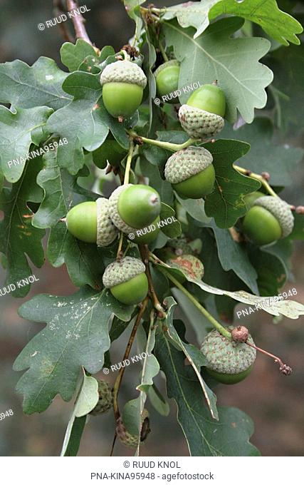 Common Oak, English Oak Quercus robur - National Park Veluwezoom, Veluwe, Guelders, The Netherlands, Holland, Europe