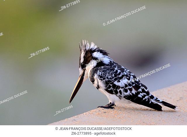 Pied kingfisher (Ceryle rudis), sitting at the edge of a concrete pavement at the Sabie River, Kruger National Park, South Africa, Africa