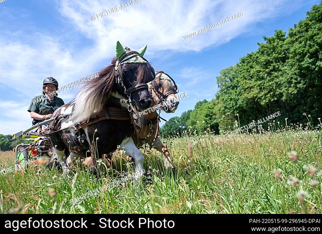 15 May 2022, Hessen, Mühlheim am Main: Andrea Tigges-Angelidis takes her two mini Shetland ponies Moritz (l) and Paulinchen for a ride in a miniature carriage