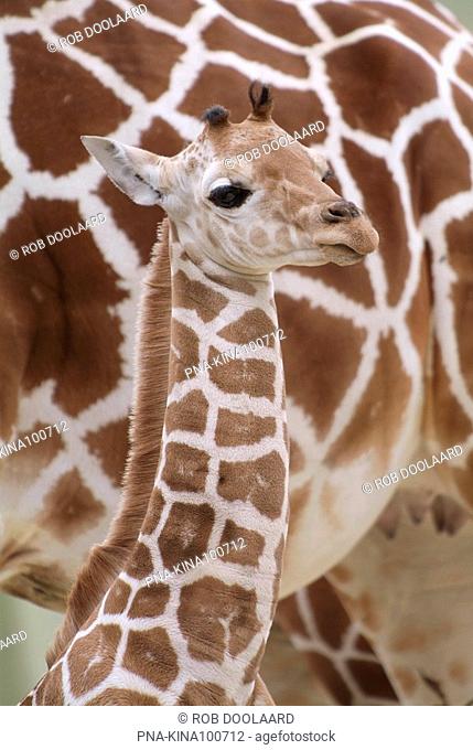 Southern giraffe Giraffa camelopardalis - Diergaarde Blijdorp, Rotterdam, South Holland, The Netherlands, Holland, Europe