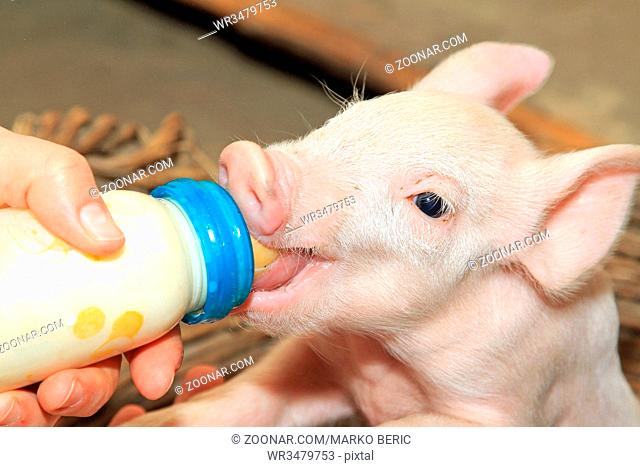 Small Baby Piglet Feeding From Milk Bottle