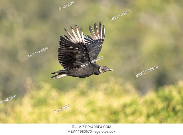 Black Vulture in Myakka State Park in Florida