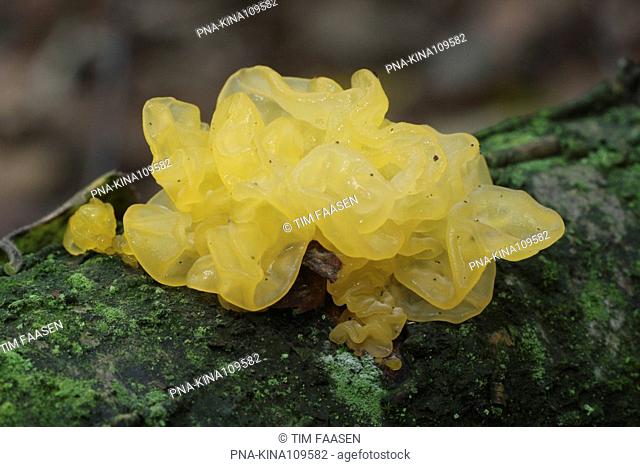 Yellow brain Tremella mesenterica - Eckartse bos, Eckartdal, Eindhoven, Campine, North Brabant, The Netherlands, Holland, Europe