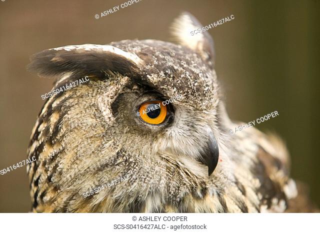 An European Eagle Owl