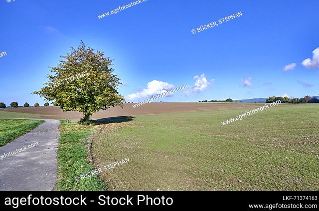 A tree by the wayside next to an autumnal field, Orsberg, Rhineland-Palatinate, Germany