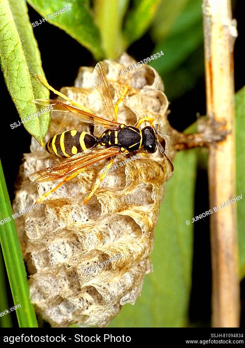 European Paper Wasp (Polistes dominula, Polistes gallica) building nest. Grmanye