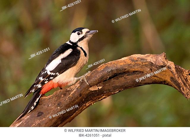 Great spotted woodpecker (Dendrocopos major), female, on dead wood, Hesse, Germany