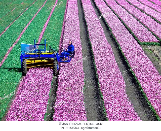 farmer cuts the head of tulips with machine in the Beemster polder, the Netherlands