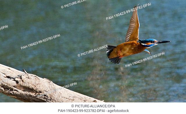 23 April 2019, Lower Saxony, Laatzen: A kingfisher flies at the nature reserve ""Alte Leine"" in the Leinemasch in the south of the Hannover region