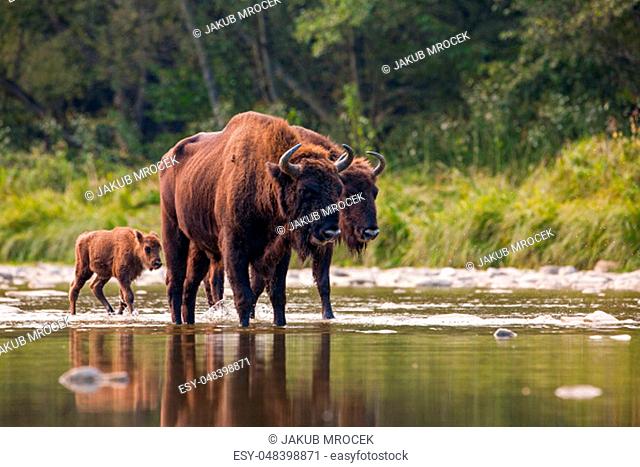 Numerous herd of european bison, bison bonasus, crossing a river. Majestic wild animals splashing water. Dynamic wildlife scene with endangered mammal species...