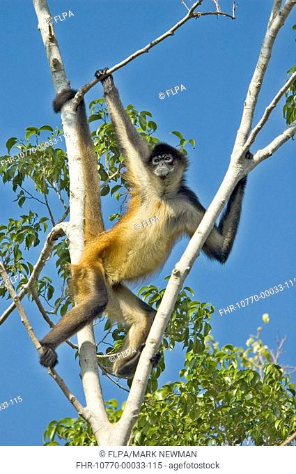 Black-handed Spider Monkey Ateles geoffroyi vallerosus adult in tree