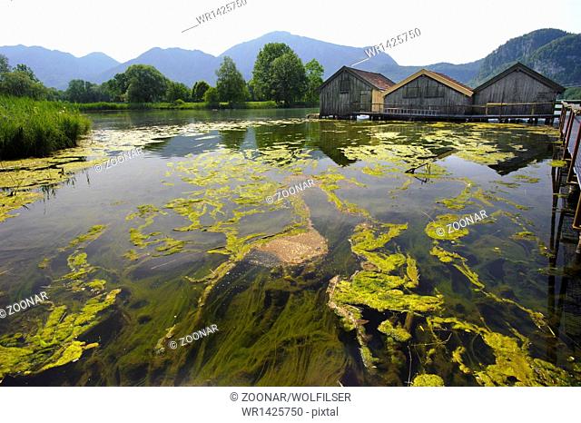 algae pollution at lake in Bavaria