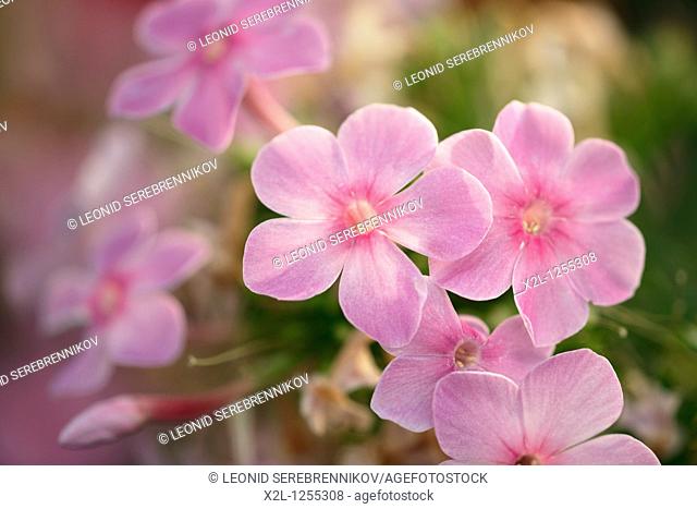 Pink phlox flowers  Scientific name: Phlox paniculata