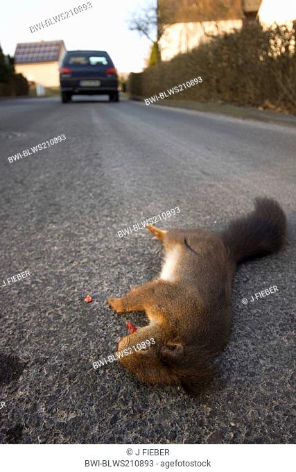 European red squirrel, Eurasian red squirrel Sciurus vulgaris, killed red squirrel on a road, Germany, Rhineland-Palatinate