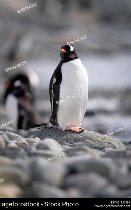 Gentoo penguin stands on rocks near another