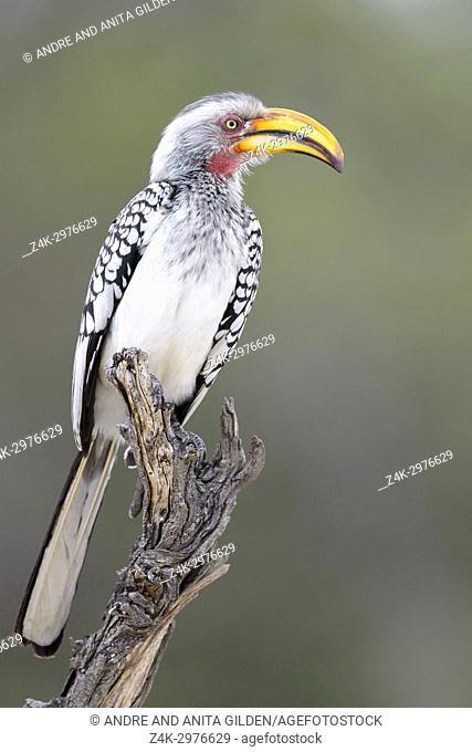 Southern yellow-billed hornbill (Tockus leucomelas) perched on dead tree stump, Kruger National Park, South Africa