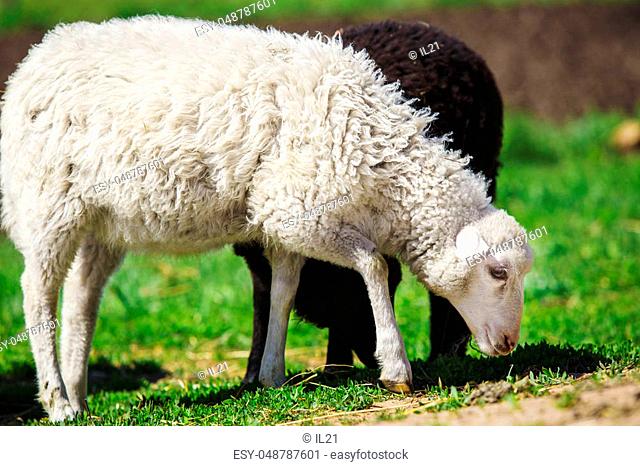 White and black sheep eating grass. Coat on mutton is slightly curled,  Stock Photo, Picture And Low Budget Royalty Free Image. Pic. ESY-048787601  | agefotostock