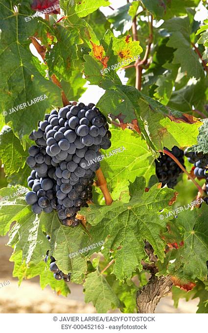 Vineyards, Tempranillo, near Laguardia, Rioja Alavesa, Araba, Basque Country, Spain