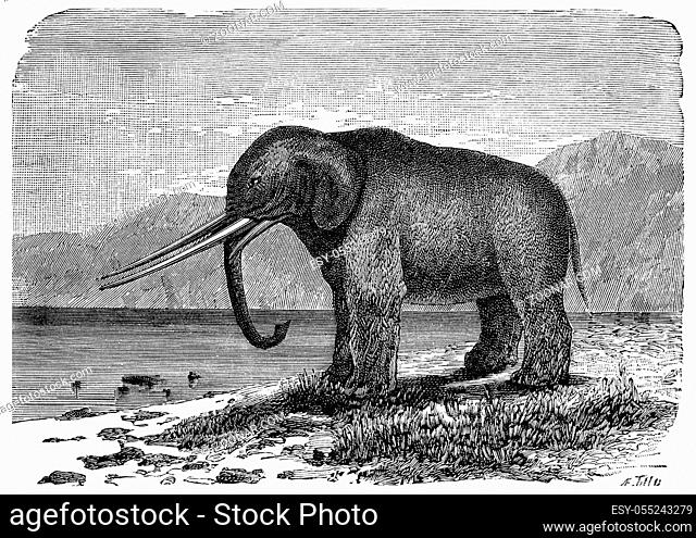 Mastodon. Precursor of the elephant. Miocene period, vintage engraved illustration. Earth before man ? 1886