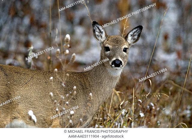 White-tailed Deer (Odocoileus virginianus) fawn portrait during fall in fresh snow Custer State Park, South Dakota