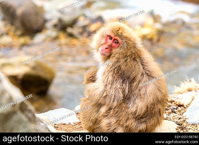 Japanese Snow monkey Macaque in hot spring Onsen Jigokudan monkey Park, Nakano, Japan