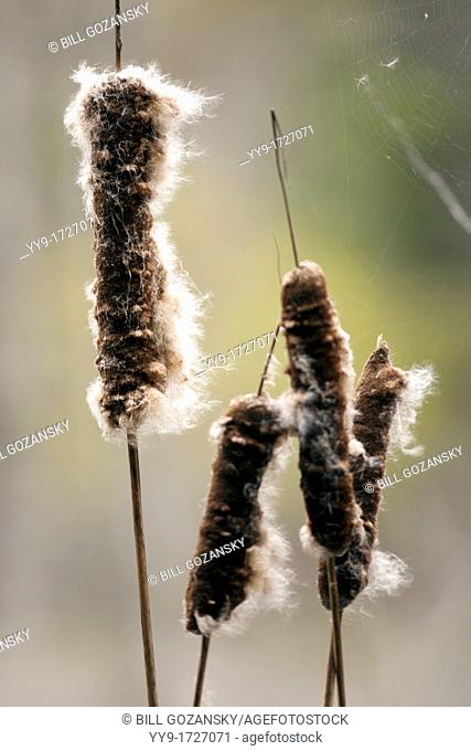 Close-up of Cattails in Smuggler's Cove Provincial Park - Halfmoon Bay - Sunshine Coast, British Columbia, Canada
