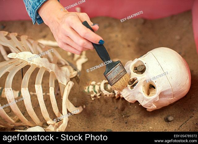 Human fossil discovered concept. Woman hand is using brush to sweep artificial bones fossil in sand