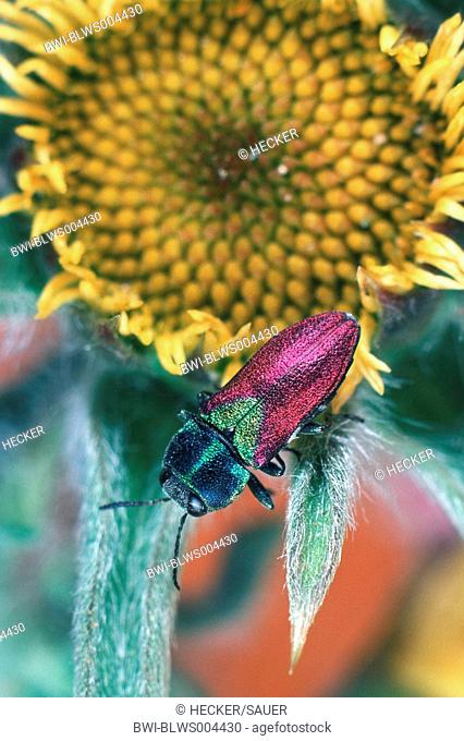 metallic wood boring beetle, metallic wood borer, splendour beetle, buprestid Anthaxia salicis, imago, sitting on a yellow blossom