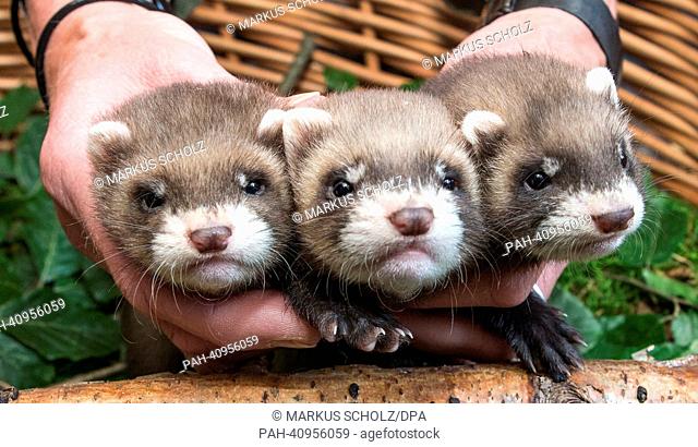 A zoo-keeper presents three of twelve ferret babies at Eekholt Zoo in Grossenaspe, Germany, 10 July 2013. The ferret babie swere born by their mother Jule on 25...