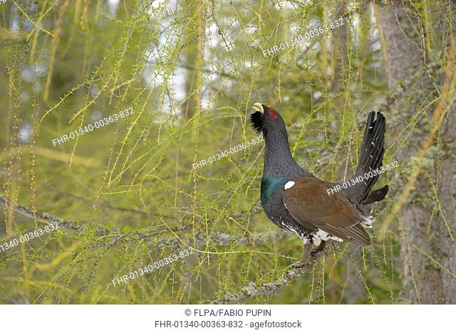 Western Capercaillie (Tetrao urogallus) adult male, displaying from branch in coniferous forest, Italian Alps, Italy, May