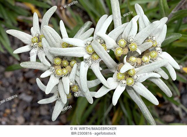 Edelweiss (Leontopodium alpinum), Westphalia Park, Dortmund, Ruhr Area, North Rhine-Westphalia, Germany, Europe