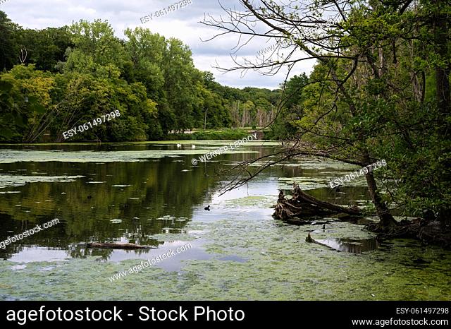 Green water ponds with reflecting trees at the Doode Beemde nature reserve, Oud-Heverlee, Belgium