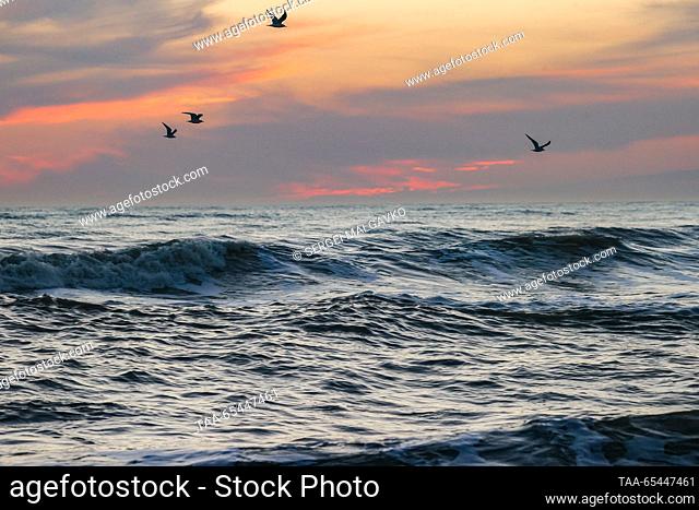 RUSSIA, REPUBLIC OF CRIMEA - DECEMBER 3, 2023: Sea birds fly over rolling waves at the city of Yevpatoria on Crimea's Black Sea coast at sunset in winter